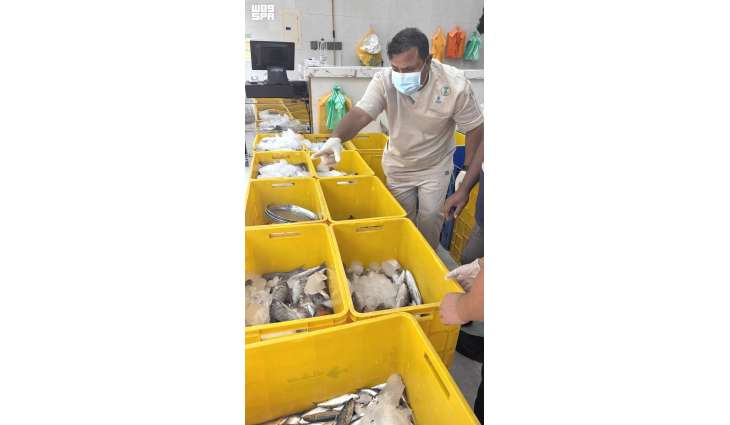 بيئة عسير تضبط 1324 كيلوجرامًا من الأسماك الفاسدة في خميس مشيط