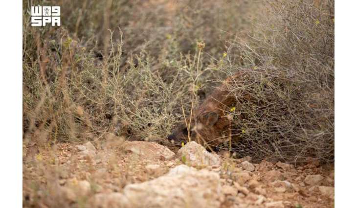 Imam Turki bin Abdullah Royal Reserve Monitors Impact of Summer Solstice on Vegetation and Wildlife