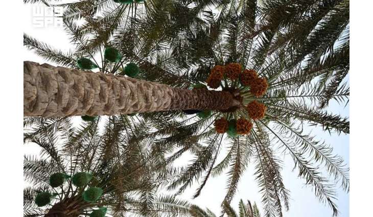 Rabia Rutab Dates Open Saudi Harvest Season as Markets Receive Early Varieties