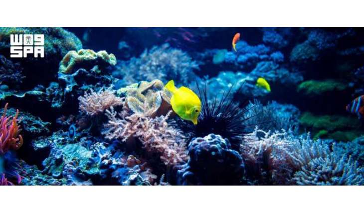 KAUST Leads First Global Assessment of Marine Ecosystems