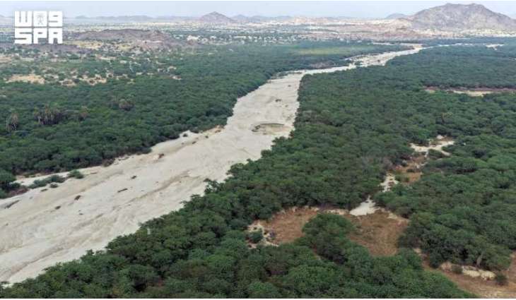 National Greening Program Outlines Six Principles to Transform Saudi Ecosystems
