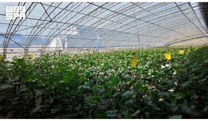 Hotan Greenhouses Deploy Smart Agricultural Tech to Secure Food Supply in Southern Xinjiang