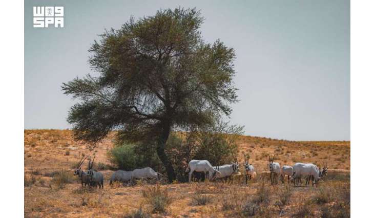 Acacia Trees Provide Vital Habitat and Support Sustainable Biodiversity in Desert Ecosystems