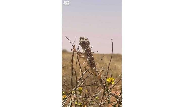 Desert Reptiles Reflect Rich Biodiversity at Imam Turki bin Abdullah Royal Reserve
