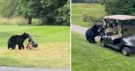 Bear Steals Golfer’s bag during round at Canadian Golf Course