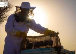 Umluj Samr Honey Harvest Begins with Production Exceeding Five Tons