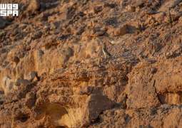 رصد أصغر أنواع 