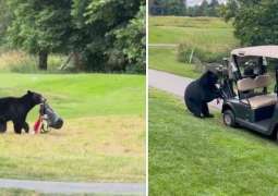 Bear Steals Golfer’s bag during round at Canadian Golf Course