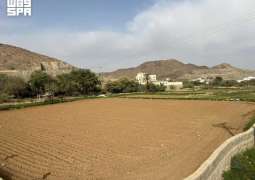 Sirius Marks Start of Aseer's Traditional Autumn Season