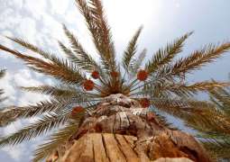 Abu Dhabi Heritage Authority launches new date palm varieties inventory