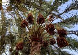 بطاقة تتجاوز 90 ألف طن سنويًّا.. محافظة الخرج من أبرز مصادر إنتاج التمور في المملكة