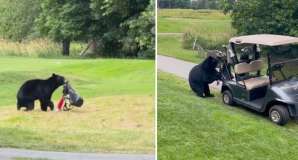 Bear Steals Golfer’s bag during round at Canadian Golf Course