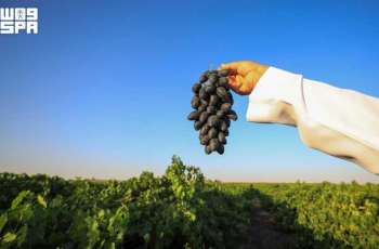 Grapes Boost Qassim's Agricultural Profile with Annual Production Exceeding 30,000 Tons