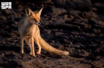 Red Fox Supports Ecological Balance at King Salman bin Abdulaziz Royal Reserve