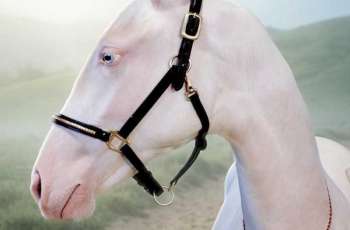 Rare Akhal-Teke Mare Aqzhan Emerges as Modern Cultural Icon in Kazakhstan