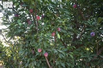 Tabuk’s 1.4 Million Almond Trees Anchor Rich Seasonal Fruit Harvest