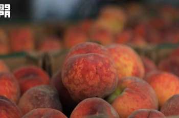 Saudi Retail Outlets Thrive with over 31,000 Tons of Locally Produced Peaches