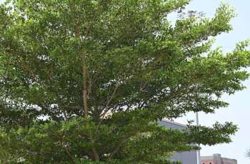 Terminalia Trees Enhance Jazan's Urban Landscape