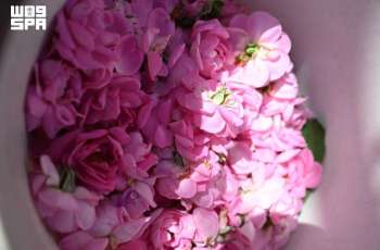 Madinah Rose: A Blooming Story of Nature, Culture, and Tradition