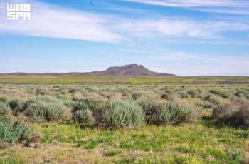 King Salman Royal Reserve Restores Ecosystems, Protects Perennial Vegetation