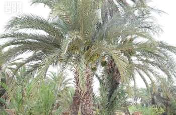 Farasan Islands Kick Off Annual Date Harvest Season Across Main Villages