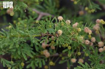 Najran’s Honey Sector Emerges as Growing Economic Driver