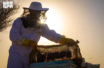 Umluj Samr Honey Harvest Begins with Production Exceeding Five Tons