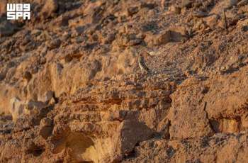 Little Owl Highlights Rich Biodiversity in Northern Borders Region