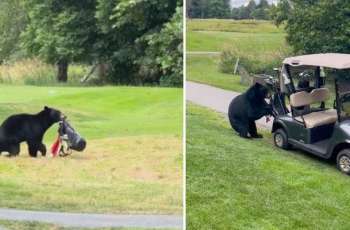 Bear Steals Golfer’s bag during round at Canadian Golf Course