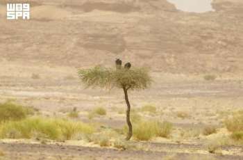 Royal Commission for AlUla, KAUST Launch Specialist Lappet-Faced Vulture Tracking Program