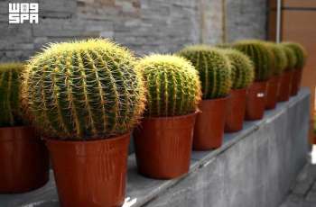 Beyond Aesthetics: Experts Highlight Major Health, Environmental Benefits of Indoor Plants