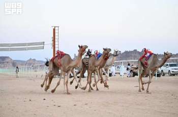 AlUla Hosts Summer Camel Races