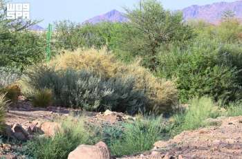 Madinah's Botanical Richness Supports Biodiversity and Sustainability
