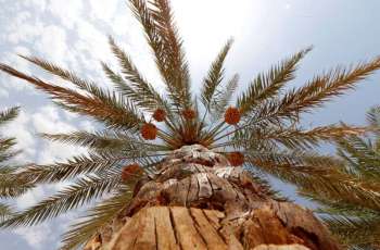 Abu Dhabi Heritage Authority launches new date palm varieties inventory