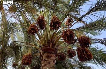 Al-Kharj Date Production Reaches 90,400 Tons, Valued at SAR723 Million