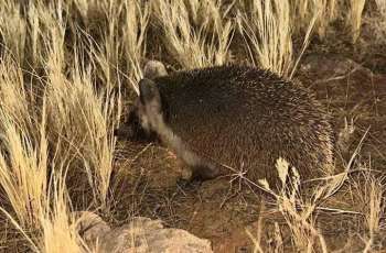 Desert Hedgehog Sighted at Multiple Locations in Imam Turki bin Abdullah Royal Reserve