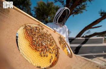 Imam Turki Royal Reserve Records More than 11,000 Beehives during Talh and Sidr Seasons