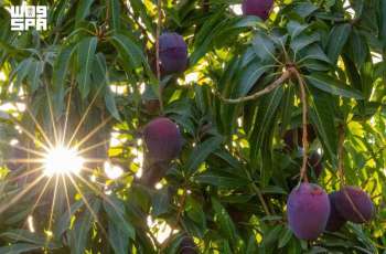 Saudi Reef Boosts Fruit Production to 367,000 Tons, Drives Rural Growth