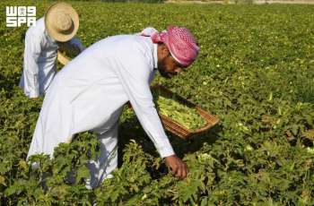 Al-Ahsa Okra Summer Crop Drives High Market Demand