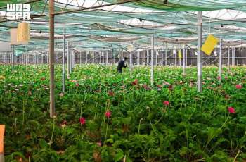 Tabuk Supplies 33 Million Flowers Annually to Saudi Markets