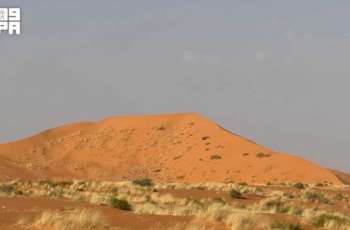 Native Grass Blankets Desert Dunes, Enhances Vegetation Cover