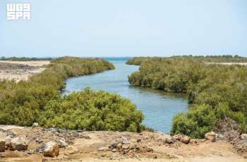 NCW Marks International Mangrove Conservation Day, Highlights Role of Coastal Ecosystems