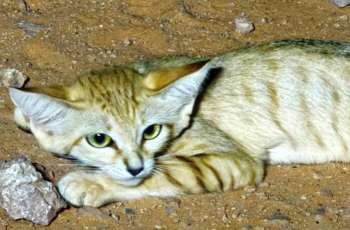 Imam Turki Royal Reserve Provides Safe Haven for Sand Cat Population