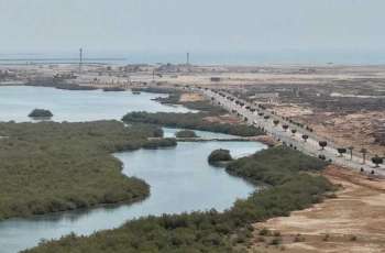 Over 23 Million Mangrove Trees Strengthen Coastal Sustainability in Jazan