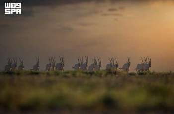 Five Years On: National Center for Wildlife Drives Landmark Environmental Transformation, Reinforcing Saudi Leadership in Ecosystem Conservation
