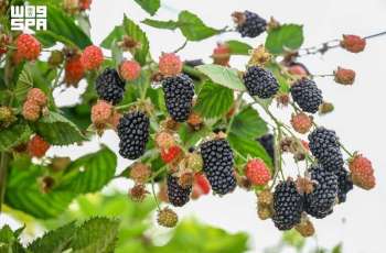 Hail Region Agricultural Sector Grows with Modern Irrigation, Diverse Crops