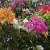 Bougainvillea Enhances Jazan’s Ecotourism Appeal and Urban Landscape