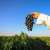 Grapes Boost Qassim's Agricultural Profile with Annual Production Exceeding 30,000 Tons