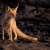 Red Fox Supports Ecological Balance at King Salman bin Abdulaziz Royal Reserve