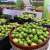 Saudi Reef Program Boosts Al-Hasawi Lime Production and Sustainability